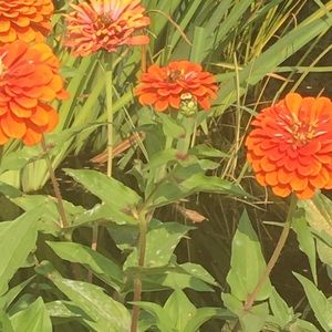 Meet your Posher, Rotem